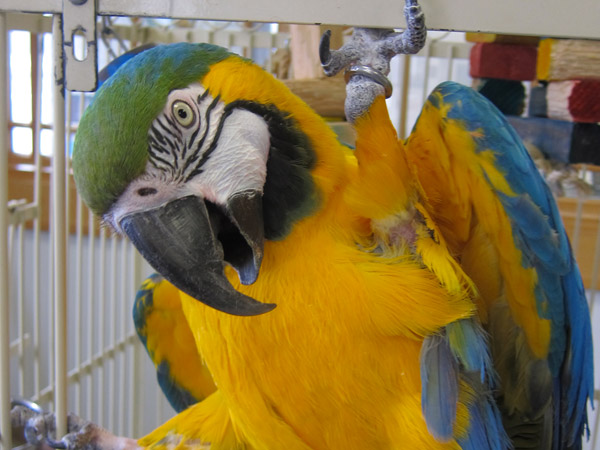 mango
